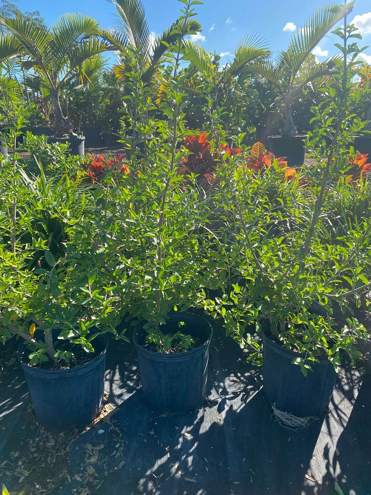 malpighia-punicifolia-barbados-cherry