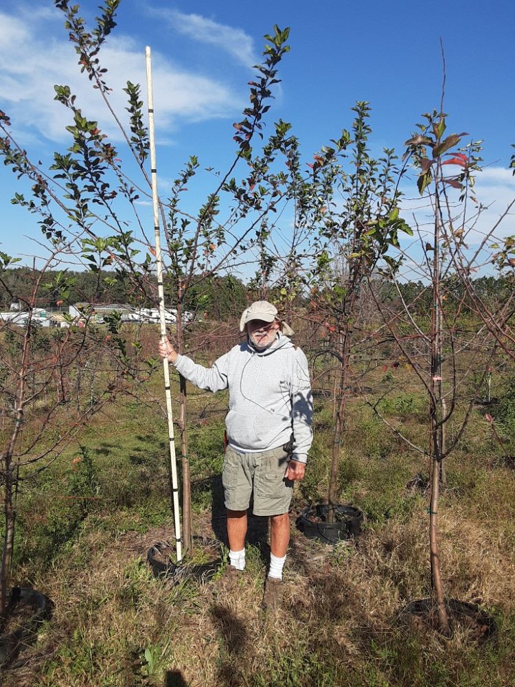 malus-angustifolia-southern-crap-apple