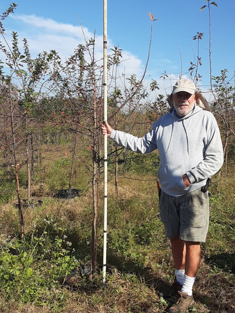 malus-angustifolia-southern-crap-apple