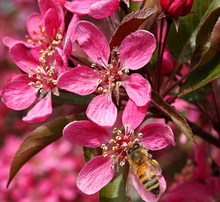 malus-coppurple-crab-apple-perfect-purple