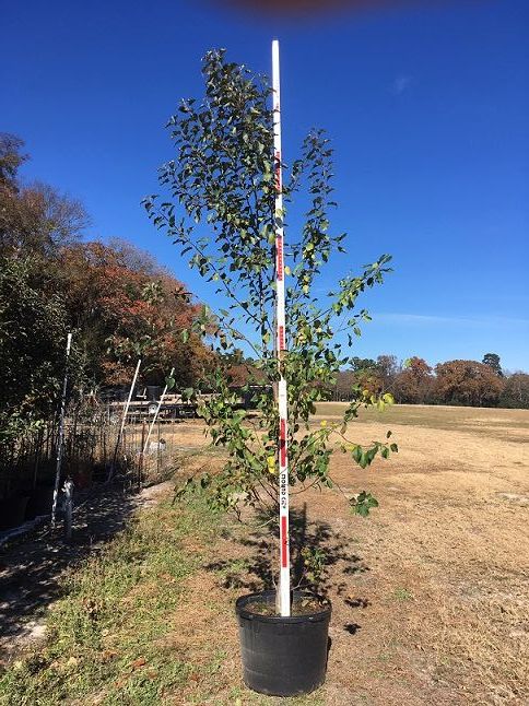 malus-honeycrisp-crab-apple