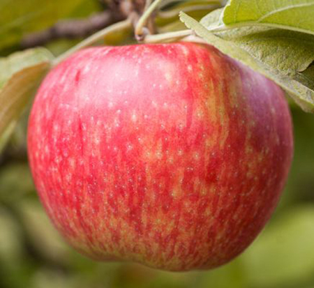 malus-honeycrisp-crab-apple