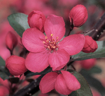 malus-jfs-kw5-royal-raindrops-reg-crabapple