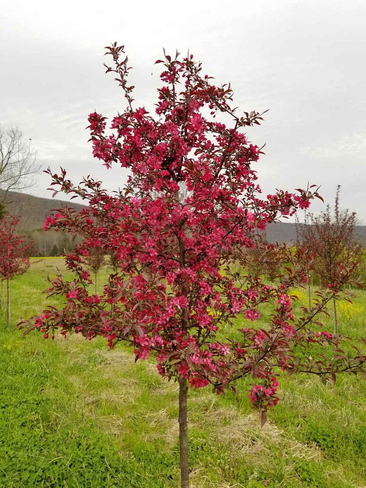 malus-jfs-kw5-royal-raindrops-reg-crabapple