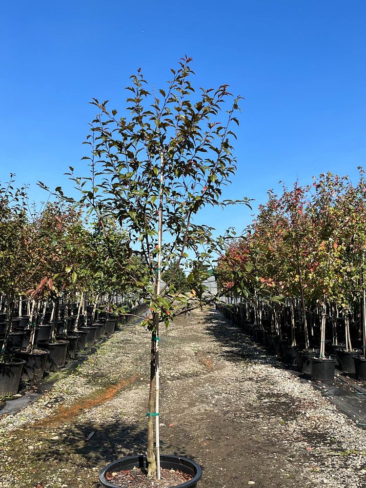 malus-jfs-kw5-royal-raindrops-reg-crabapple