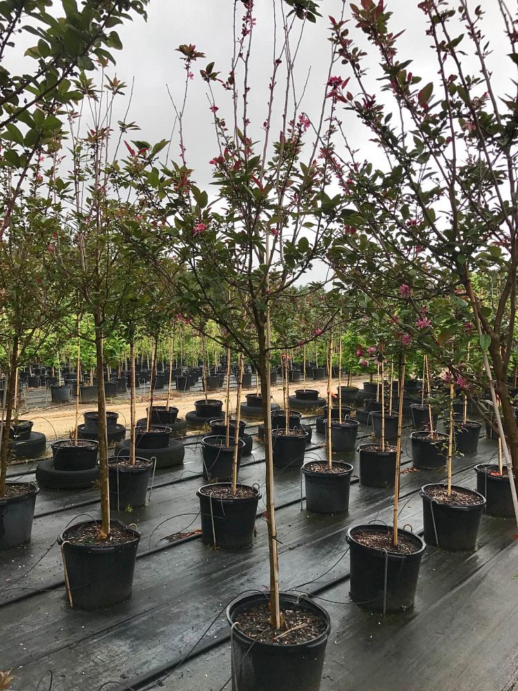 malus-moerlandsii-profusion-crab-apple