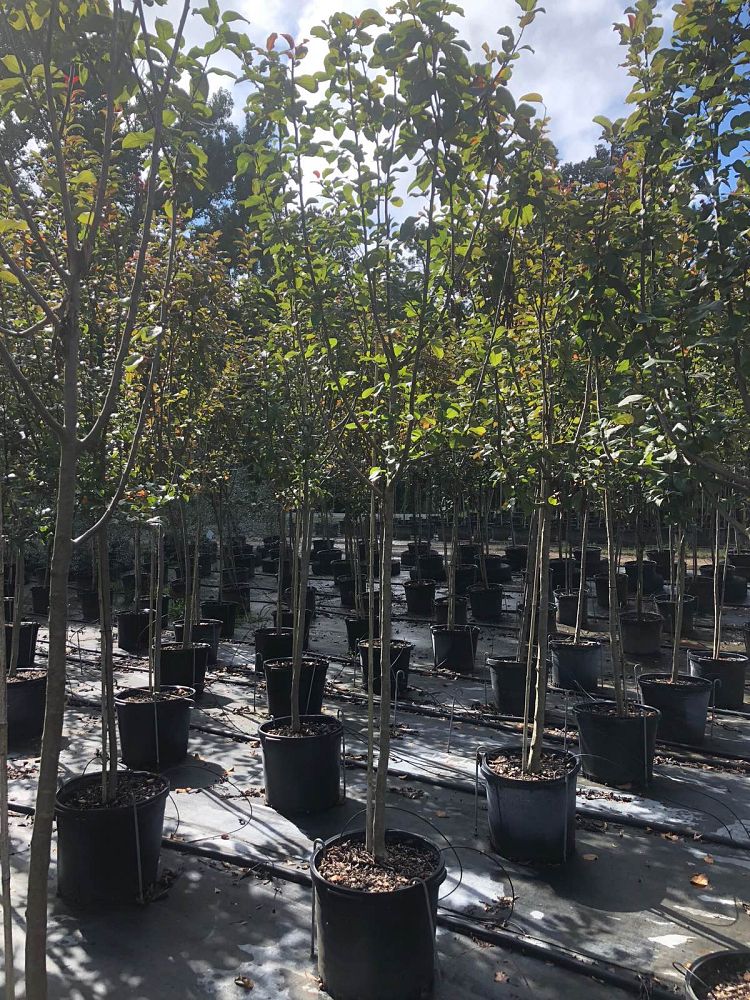 malus-moerlandsii-profusion-crab-apple