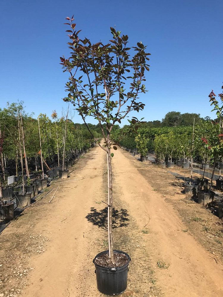 malus-moerlandsii-profusion-crab-apple