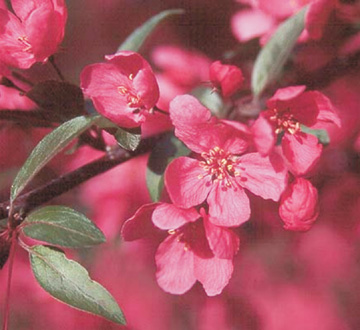 malus-prairiefire-crab-apple