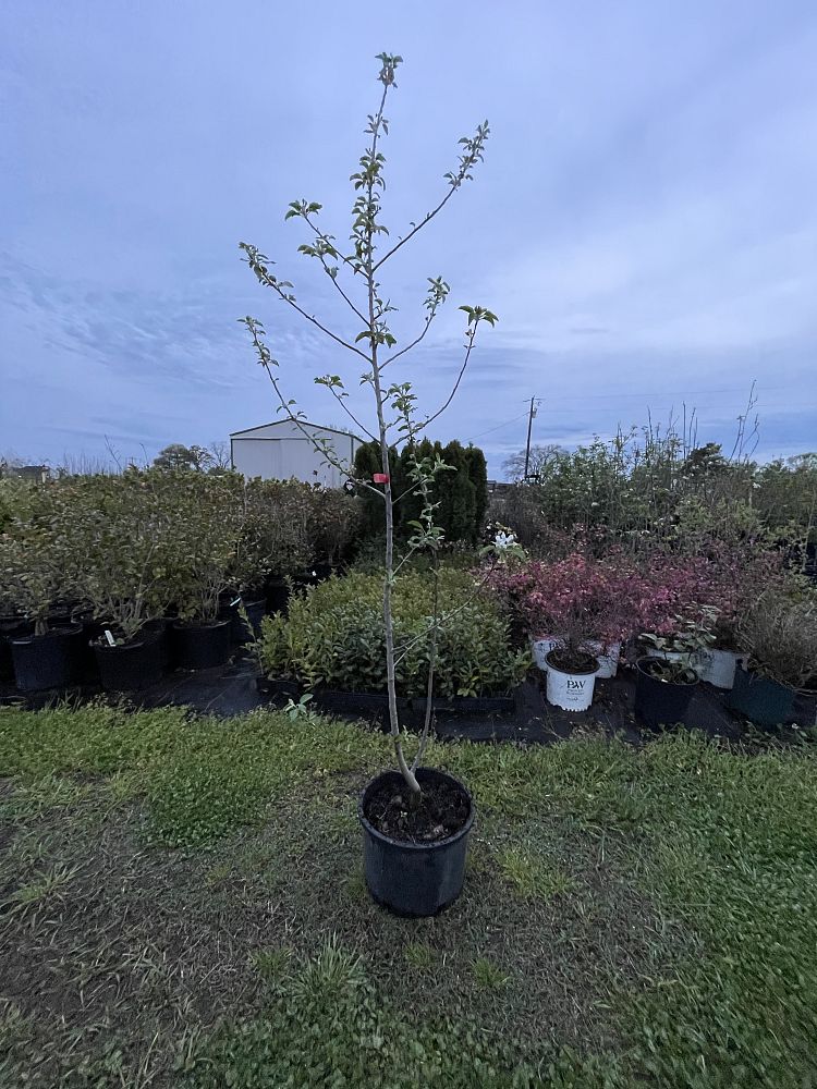 malus-pumila-red-fuji-crab-apple
