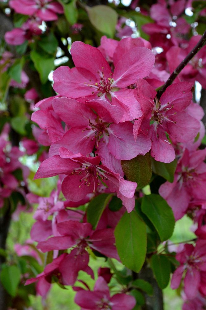 malus-red-baron-crab-apple