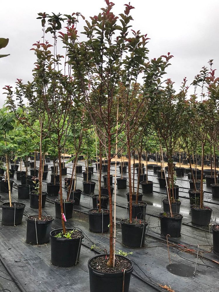 malus-robinson-crab-apple