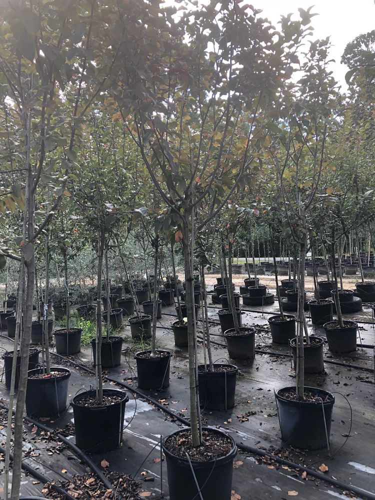 malus-robinson-crab-apple