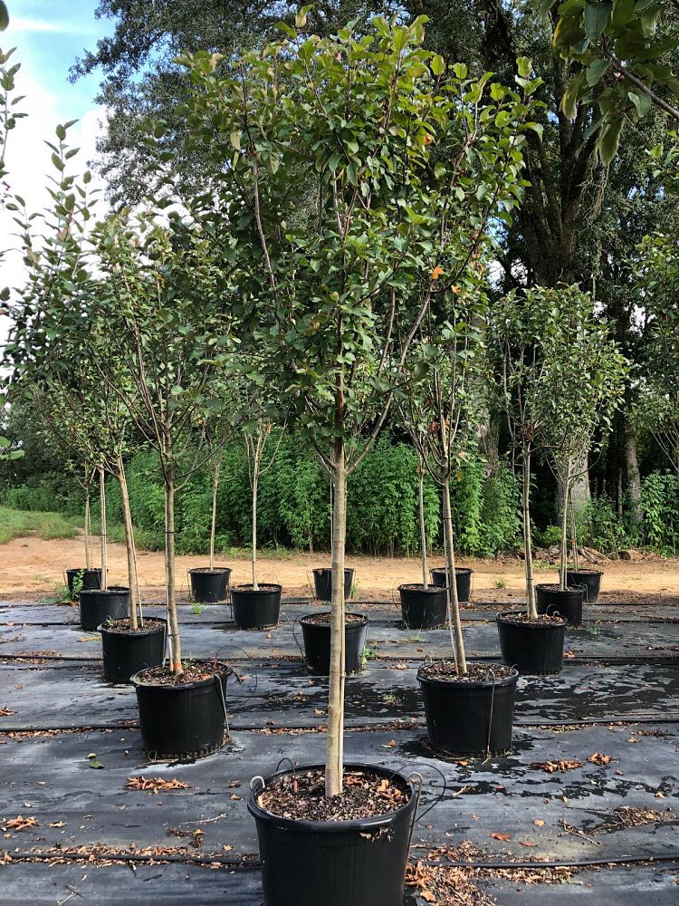 malus-robinson-crab-apple