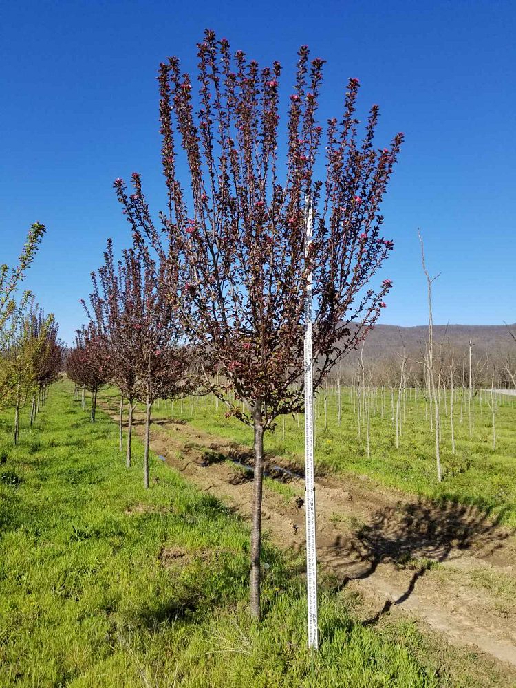 malus-robinson-crab-apple