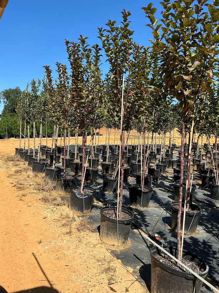 malus-robinson-crab-apple