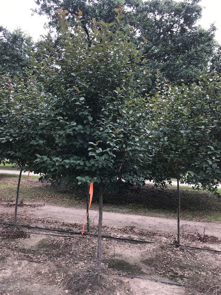 malus-robinson-dwarf-crab-apple