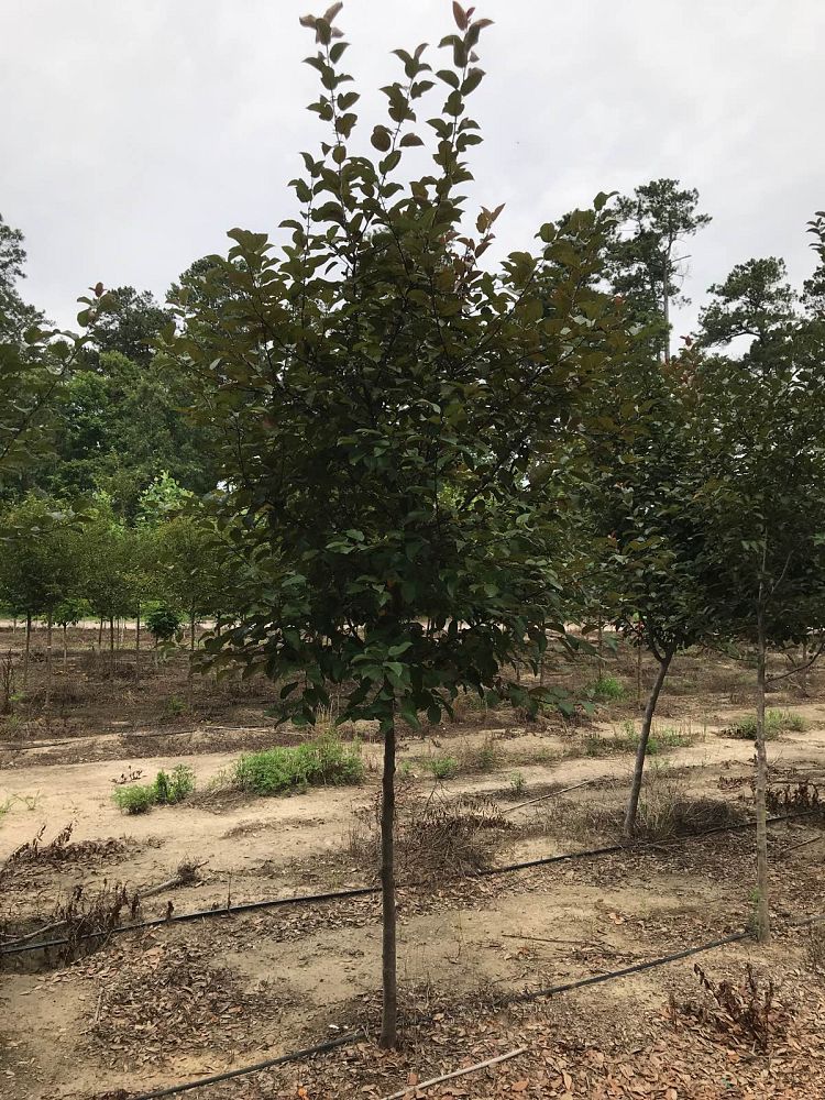 malus-robinson-dwarf-crab-apple