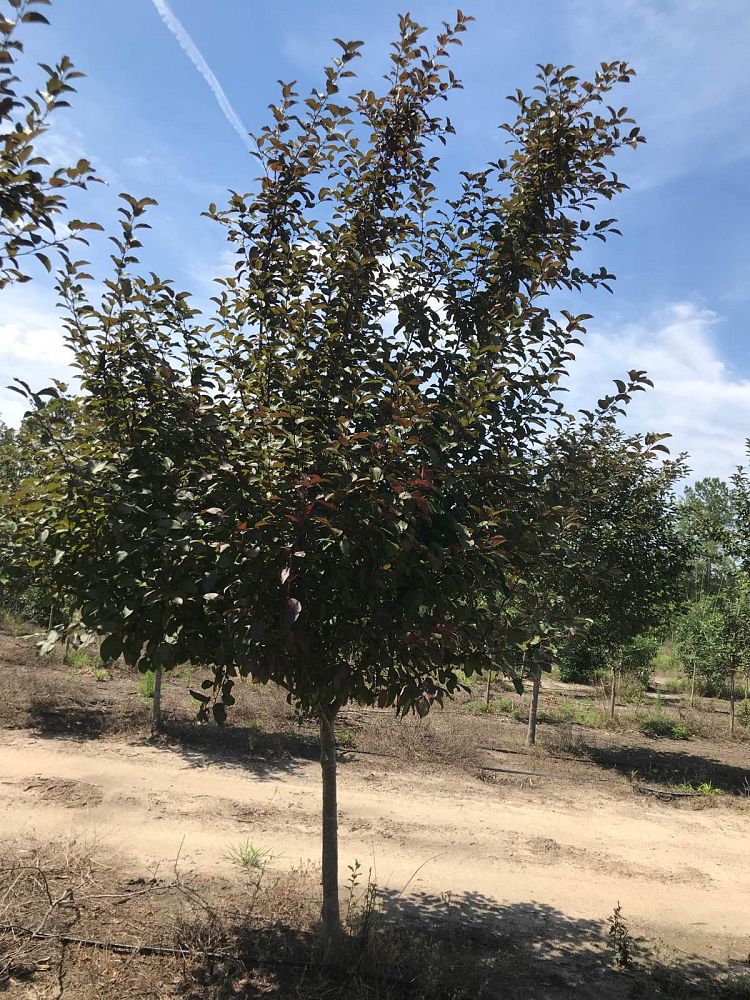 malus-robinson-dwarf-crab-apple