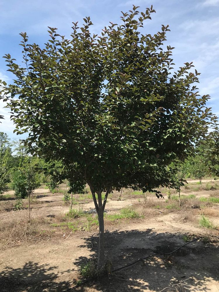 malus-robinson-dwarf-crab-apple