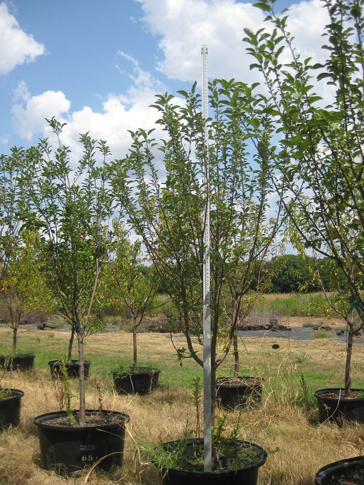 malus-sieboldii-fuji-crab-apple