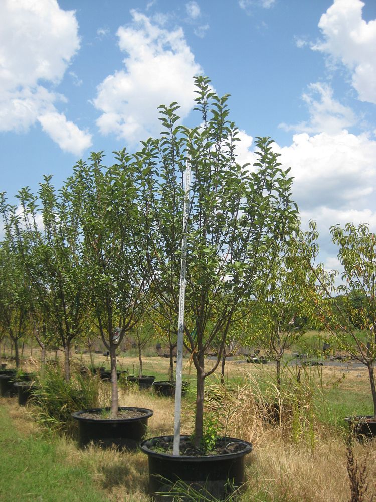 malus-sieboldii-fuji-crab-apple