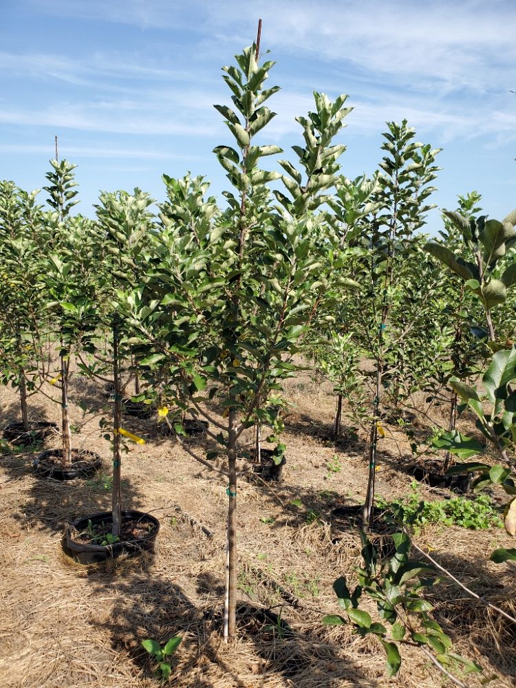 malus-x-domestica-dorsett-golden-apple