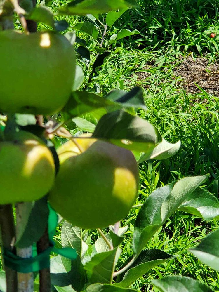 malus-x-domestica-dorsett-golden-apple