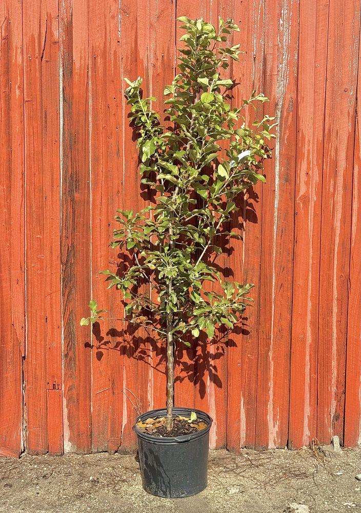 malus-x-domestica-dorsett-golden-apple