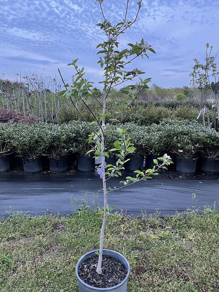 malus-x-domestica-gala-apple