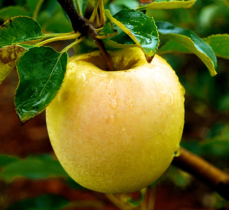 malus-x-domestica-golden-delicious-apple