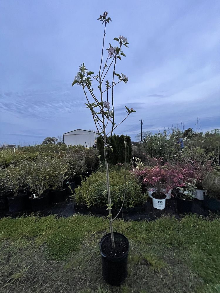 malus-x-domestica-golden-delicious-apple