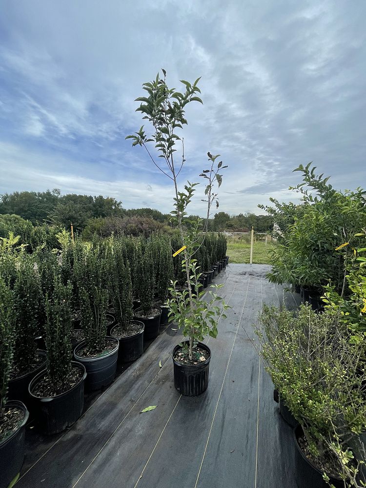 malus-x-domestica-granny-smith-apple