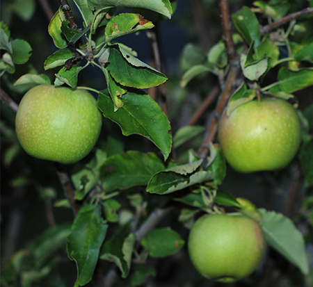 malus-x-domestica-granny-smith-apple