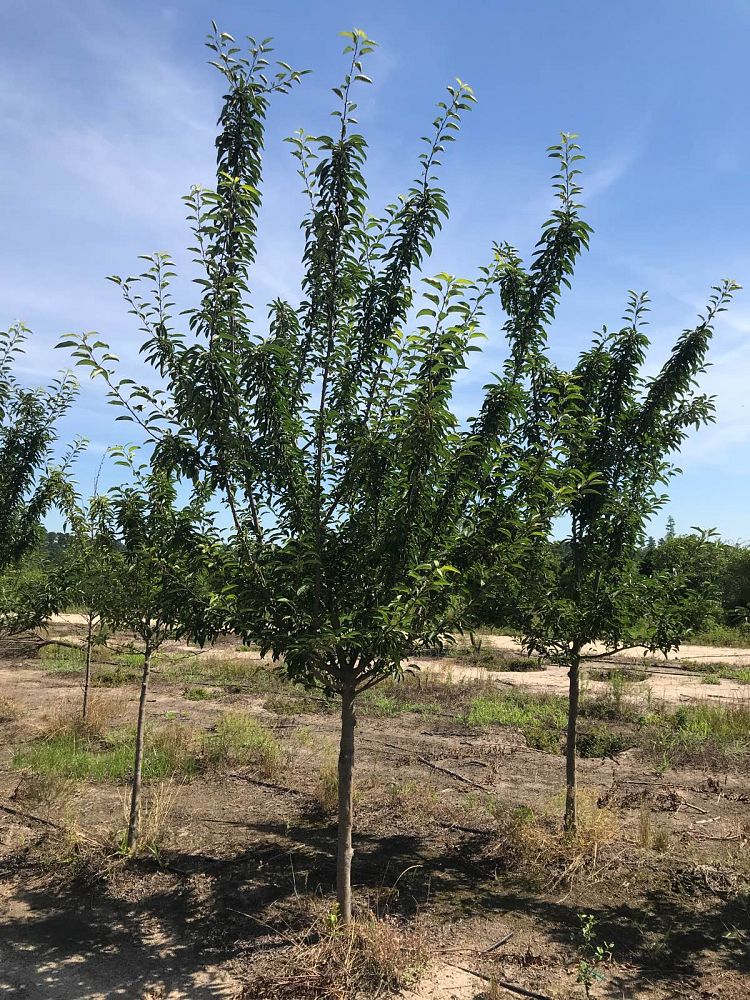 malus-zumi-calocarpa-zumi-crab-apple