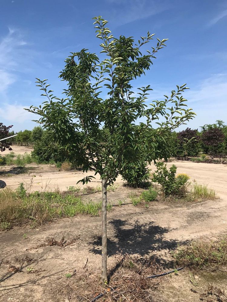 malus-zumi-calocarpa-zumi-crab-apple
