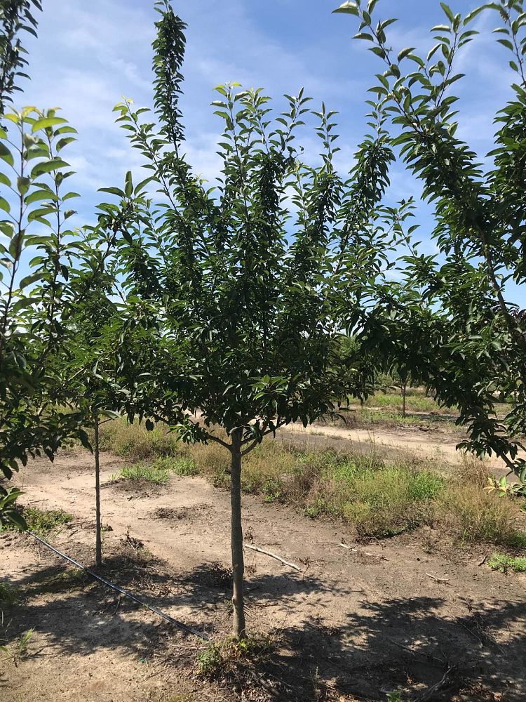 malus-zumi-calocarpa-zumi-crab-apple