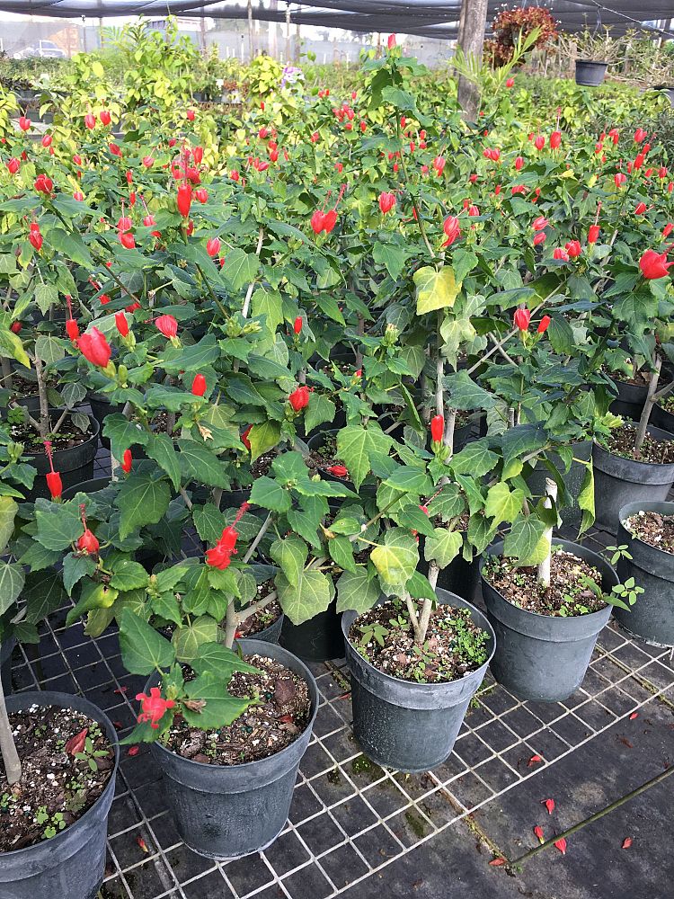 malvaviscus-arboreus-compactus-turk-s-cap