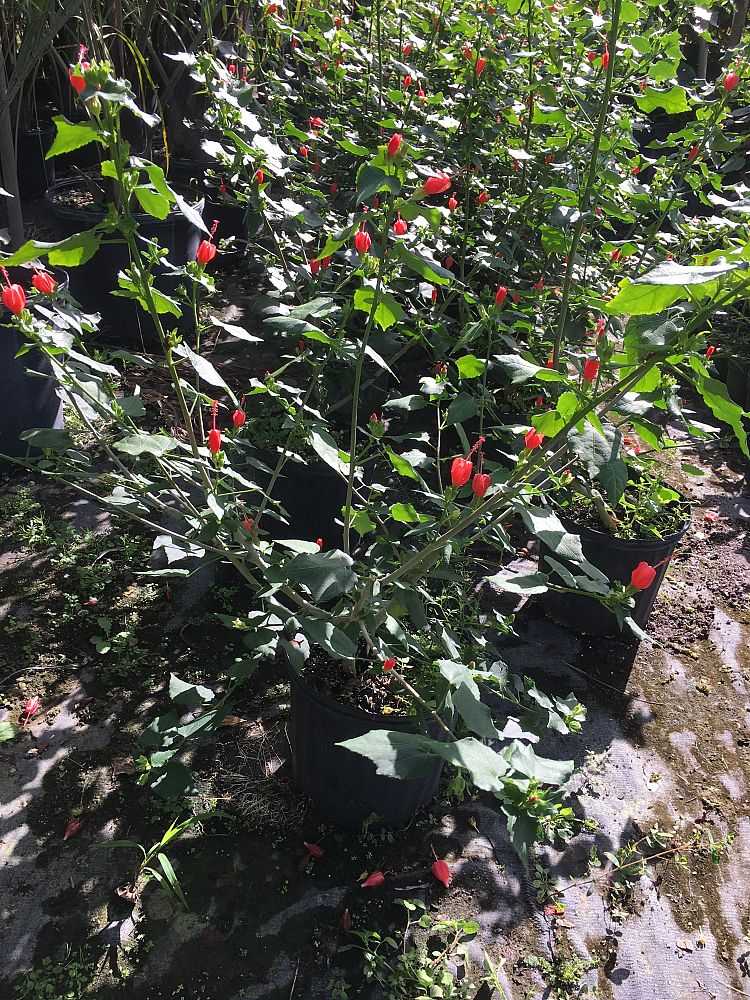malvaviscus-arboreus-compactus-turk-s-cap