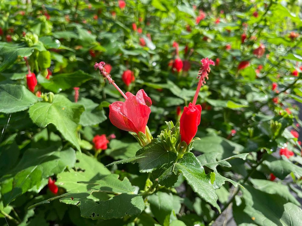 malvaviscus-arboreus-compactus-turk-s-cap
