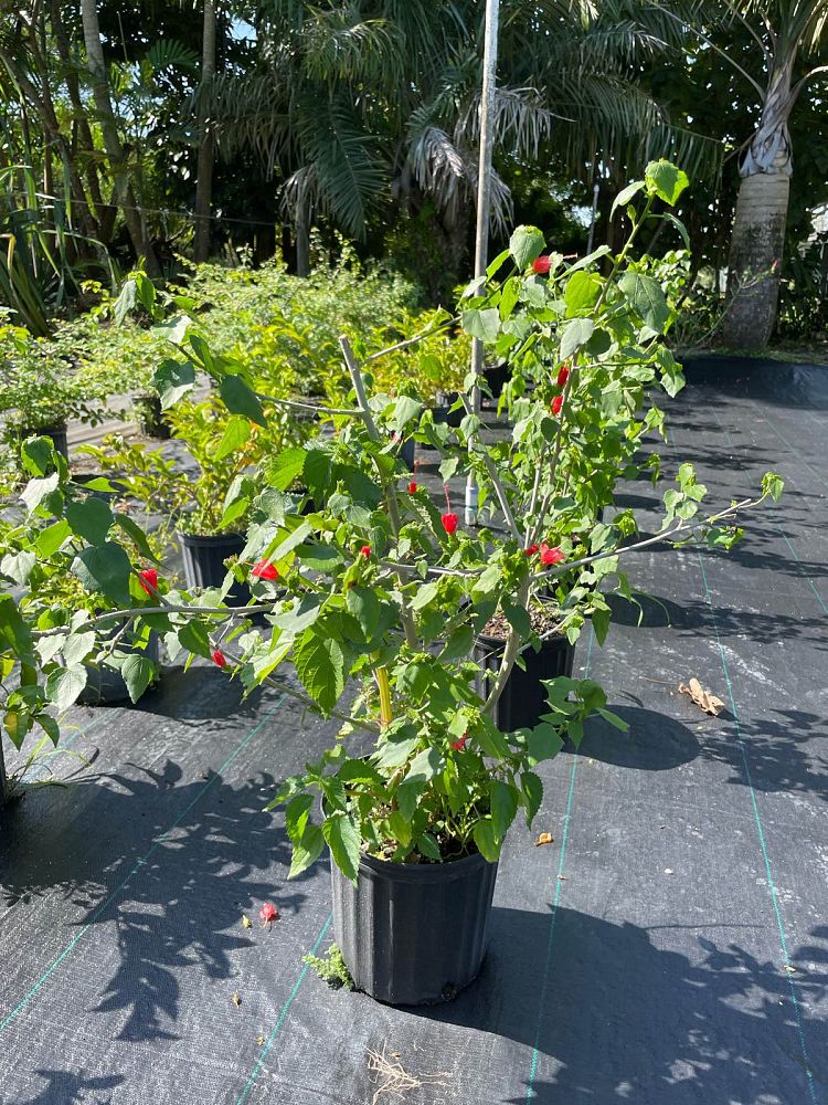 malvaviscus-arboreus-compactus-turk-s-cap