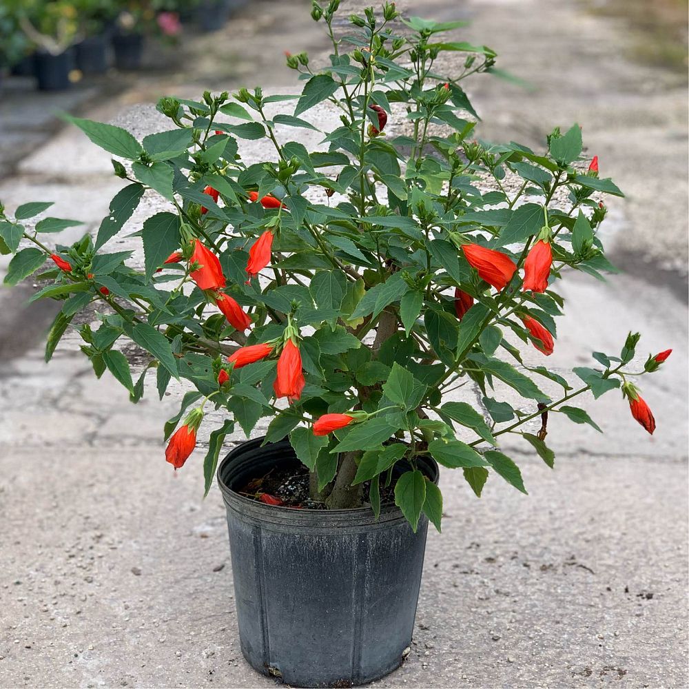 malvaviscus-arboreus-mexicanus-turk-s-cap