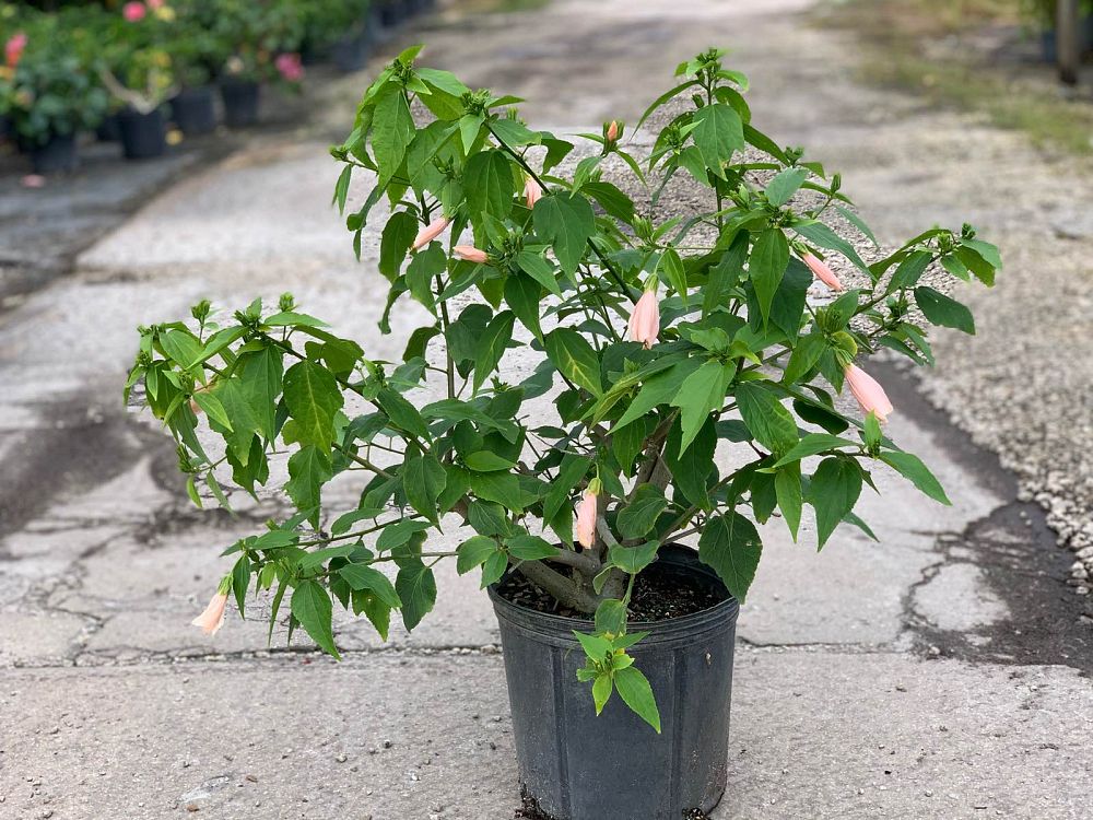 malvaviscus-arboreus-mexicanus-turk-s-cap