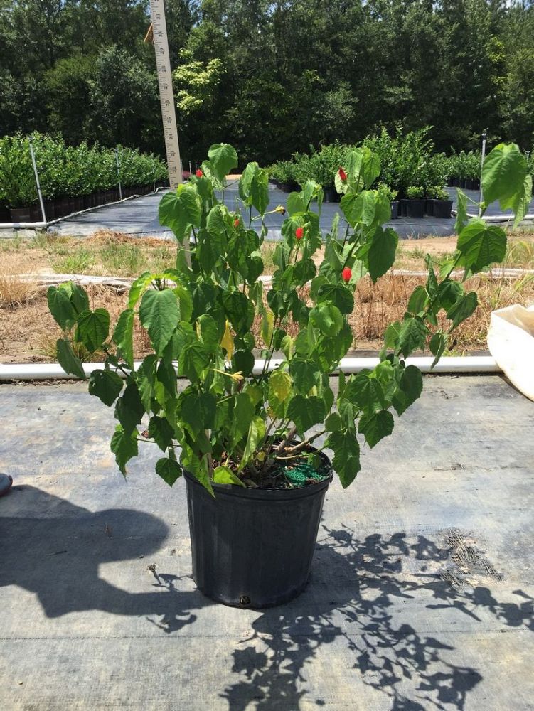 malvaviscus-penduliflorus-turk-s-cap-sleeping-hibiscus-cardinal-s-hat