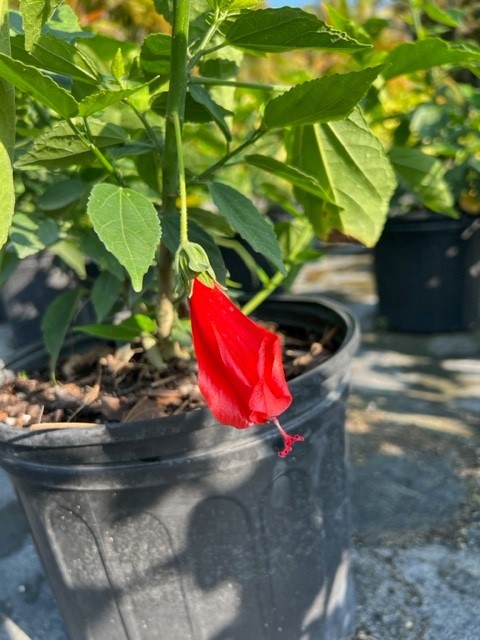 malvaviscus-penduliflorus-turk-s-cap-sleeping-hibiscus-cardinal-s-hat
