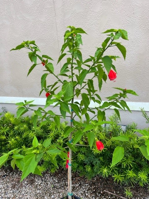 malvaviscus-penduliflorus-turk-s-cap-sleeping-hibiscus-cardinal-s-hat