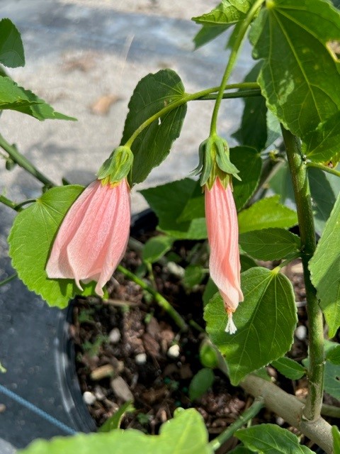 malvaviscus-penduliflorus-turk-s-cap-sleeping-hibiscus-cardinal-s-hat
