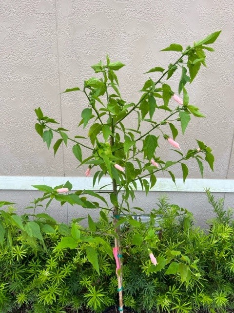 malvaviscus-penduliflorus-turk-s-cap-sleeping-hibiscus-cardinal-s-hat