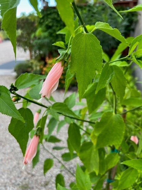 malvaviscus-penduliflorus-turk-s-cap-sleeping-hibiscus-cardinal-s-hat