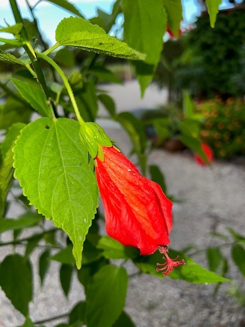 malvaviscus-penduliflorus-turk-s-cap-sleeping-hibiscus-cardinal-s-hat